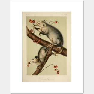 Vintage Opossums Posters and Art